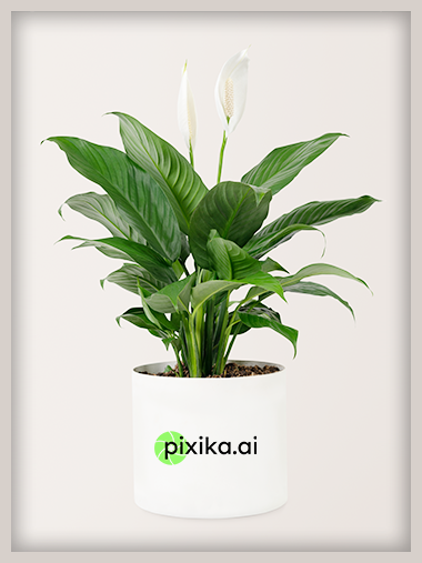 Beautiful Indoor Plant - Peace Lily